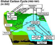 Click to learn about the carbon cycle.